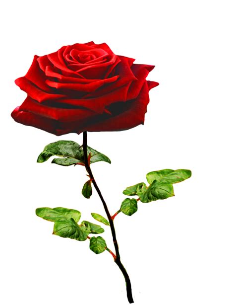 Clipart Of Valentine Day Roses