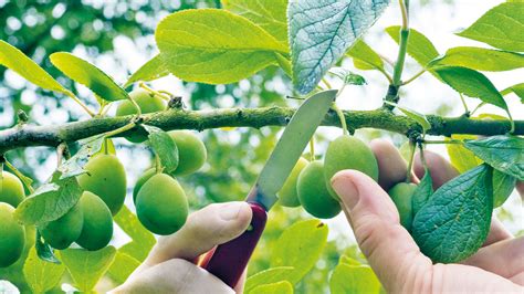 How To Prune Plum Trees To Keep Them In Best Condition