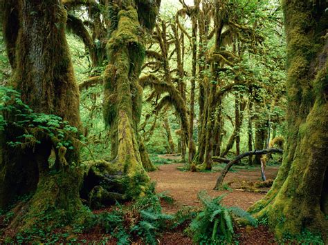 Hoh Rainforest Forest In Washington Thousand Wonders