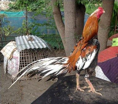 Ayam wido atau jalak adalah keturunan terakhir dari tahta/kelas kerajaan ayam, pemegang gelar prajurit perang. Gambar Ayam Bangkok Bagus | Ayam Juara