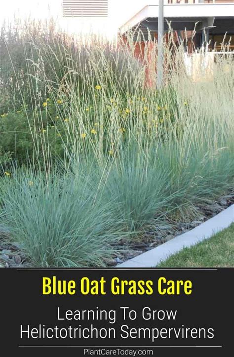 Blue Oat Grass Care Learning To Grow Helictotrichon Sempervirens