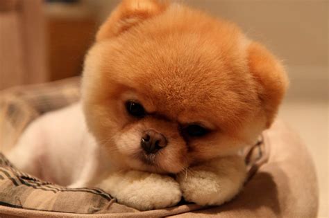 Pom Pom Dogs Wallpapers Wallpaper Cave