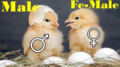 how to identify male and female chicks youtube