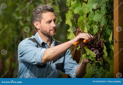 Professional Winegrower On Grape Farm Man Harvester On Summer Harvest