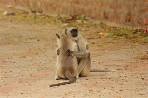 Shallow Focus Photo Of Two Monkey Hugging Each Other Photo Free