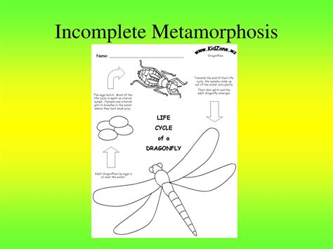 Ppt Ch 9 Metamorphosis Powerpoint Presentation Free Download Id