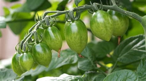 47 Best Tomato To Grow In Ireland 2023 Agri Innovation Hub