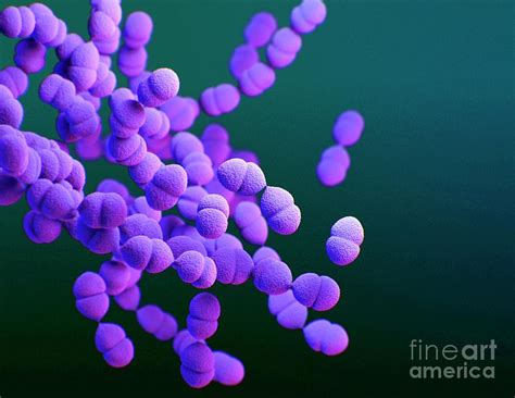 Streptococcus Pneumoniae Bacteria Photograph By Meredith Newlove