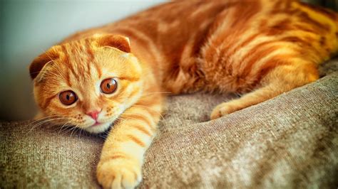 Wallpaper Portrait Plays Paw Red Cat Hd Picture Image