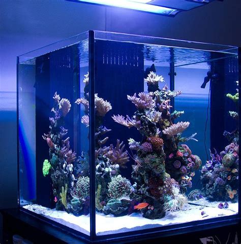 Amazing Aquascape Gallery Ideas That You Never Seen Before Aquarium