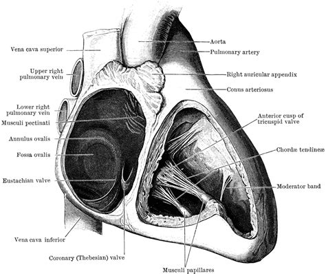 Auricle And Ventricle Of The Heart Clipart Etc