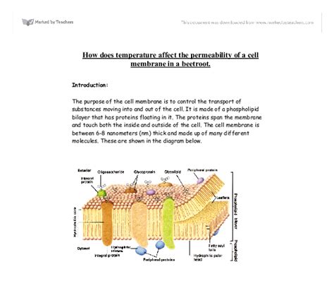 The value of this constant is similar in diploid and tetraploid plants and slightly notably, this dramatic increase in cell size did not increase the total size of the organ. How does temperature affect the permeability of a cell ...