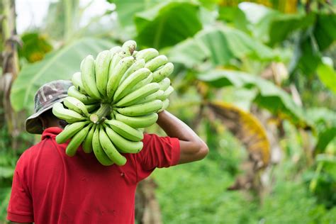 Worker Carrying A Large Bunch Of Bananas Verité