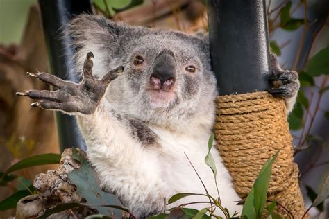 Greeting Koala Female Koala Phascolarctos Cinereus In Th Flickr
