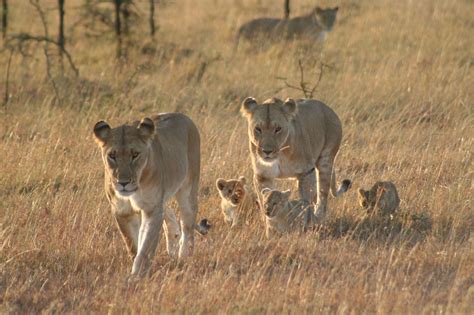 Top 5 Places To See Lions In The Wild