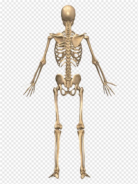 Sistema Esqueletico Humano