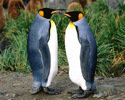 Penguins King