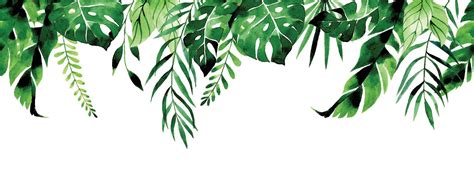 Watercolor Drawing Seamless Border Frame Banner With Tropical Leaves