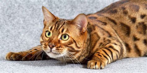 Cat Or Tiger 10 Largest Domestic Cat Breeds Too Cute To Bear