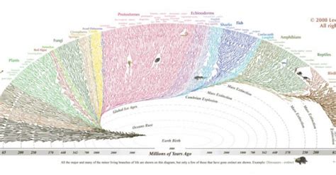 Heres The Tiny Human Twig In The Tree Of Life Science Infographics
