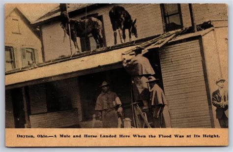 Dayton Ohio~mule And Horse On Roof After Flood~disaster~1913 Postcard 13