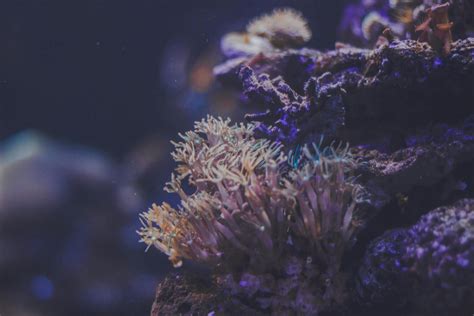 Foto De Primer Plano Del Arrecife De Coral · Fotos De Stock Gratuitas