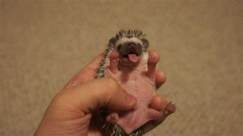 Baby Hedgehog Yawn Youtube