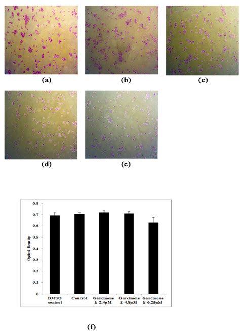 Adhesion Assay Hsc 4 Cells Were Treated With Different Concentrations