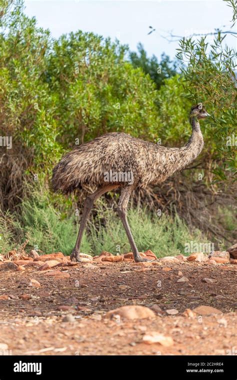 Wild Emu In Australian Outback Hi Res Stock Photography And Images Alamy