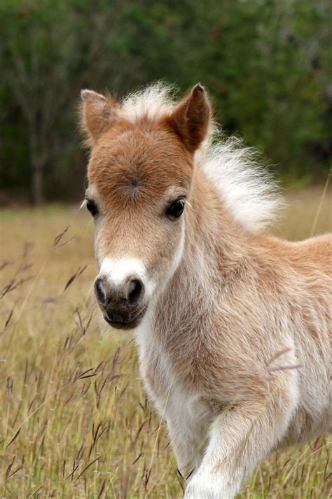 Adorable Baby Miniature Horse In Brownsville Texas