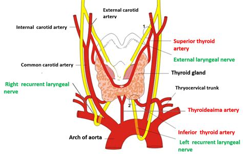 Thyroid Gland Anatomy Qa
