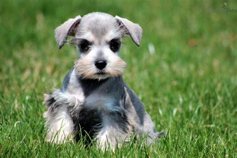 Miniature Schnauzer Puppies For Sale