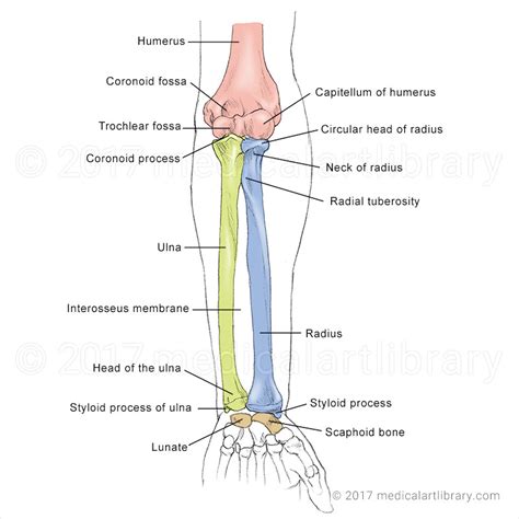 Radius Bone Anatomy Parts