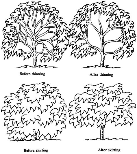 Orchard Drawing at GetDrawings | Free download