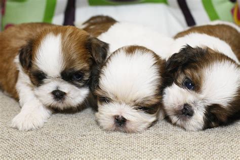 Aw Shih Tzu Babies Baby Dogs Shih Tzu Puppy Cute Dogs