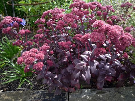 Sedum Purple Emperor Pe Or Matrona That Is The Question Purple