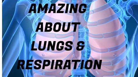 Amazing Facts About Lungs And Respiration The Knowledge Box Ep3 Youtube