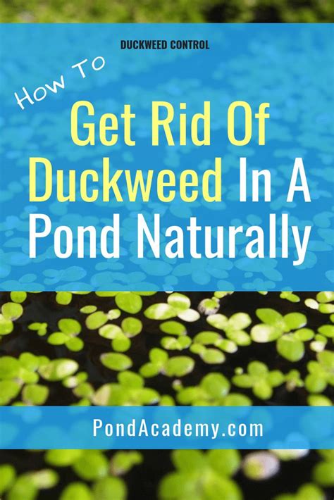 The best way to stop beavers from doing this is with integrated control plan that includes. Duckweed Control: How To Get Rid of Duckweed In A Pond ...