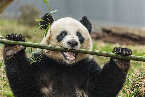 A Giant Panda Eating Bamboo By Adam Nixon Panda Animal Humor Dog
