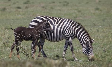 Its exterior is purple and mahogany in color with. Rare Black Spotted Zebra at masai mara -black spotted ...
