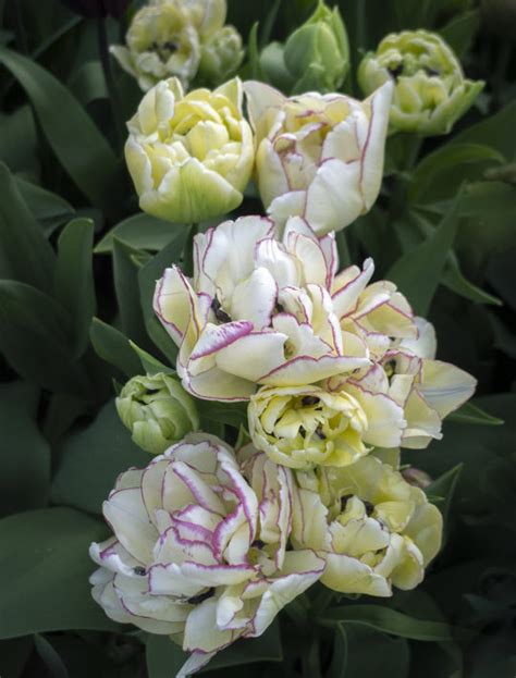 Tulip ‘belicia Linnels Farm