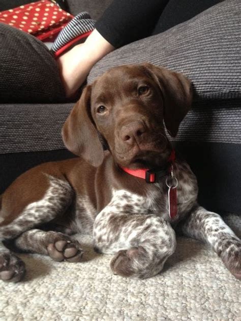 Possible languages include english, dutch, german, french, spanish, and swedish. Black German Shorthaired Pointer Lab Mix
