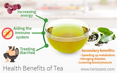 Health Benefits Of Tea Herbazest