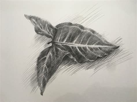 Leaf Study Pencil Drawing A4 Rart