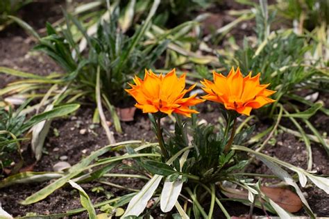 Premium Photo Orange Gazania Rigens Or Treasure Flower African Daisy