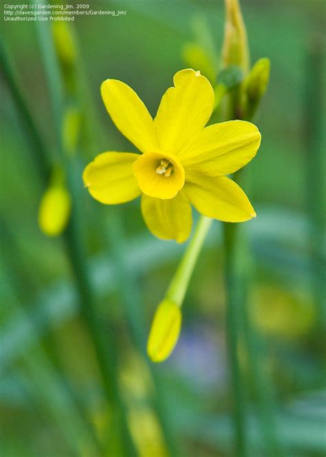 Plantfiles Pictures Miniature Narcissus Miniature Daffodil Baby Moon