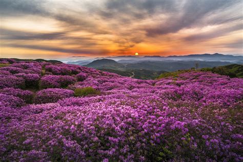 Purple Flowers In The Mountains Hd Wallpaper Background Image 2048x1367