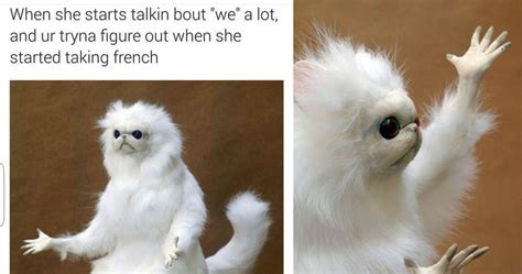15 Hysterical Persian Cat Room Guardian Memes That Will ...