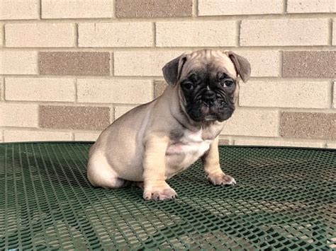 Taking reservations for new litter. French Bulldog Puppies For Sale in Indiana & Chicago ...