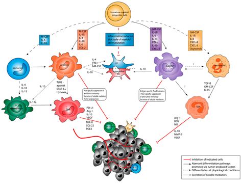 Cancers Free Full Text The Functional Crosstalk Between Myeloid